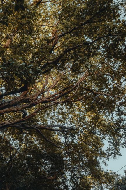 View looking up at the canopy of a mature tree with twisted branches and dense, green foliage, allowing dappled sunlight to filter through the leaves. The scene highlights the natural texture of the b