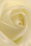 Imagine stepping inside the soul of a rose, where a soft, creamy spiral unfolds with a gentle intimacy-a scene reminiscent of tranquil mornings near Raynes Park station, when the world still feels hushed and full of promise. Here, every petal is a whisper of ivory, unfurling in perfect harmony and inviting fingers to trace their downy, dew-touched texture. The interplay of shadow and light between each fold enhances their serenity and reveals a captivating depth, much like sunlight filtering through the trees of Cannon Hill Common. This rose radiates peace and purity, presenting itself as the most genuine emblem of respect-ideal for condolences, new beginnings, or warm tokens of admiration. The close perspective allows the emotion and artistry of local flower arranging to shine, telling a story of quiet devotion and skilled hands behind every bouquet sent from Raynes Park. The imagined scent is gentle, sweet, and lingering-never overpowering, but always present, soothing, and full of grace. With this image, the essence of both the bloom and its local origins is lovingly preserved, celebrating moments of tender significance in every petal's curve and every subtle shade of cream.